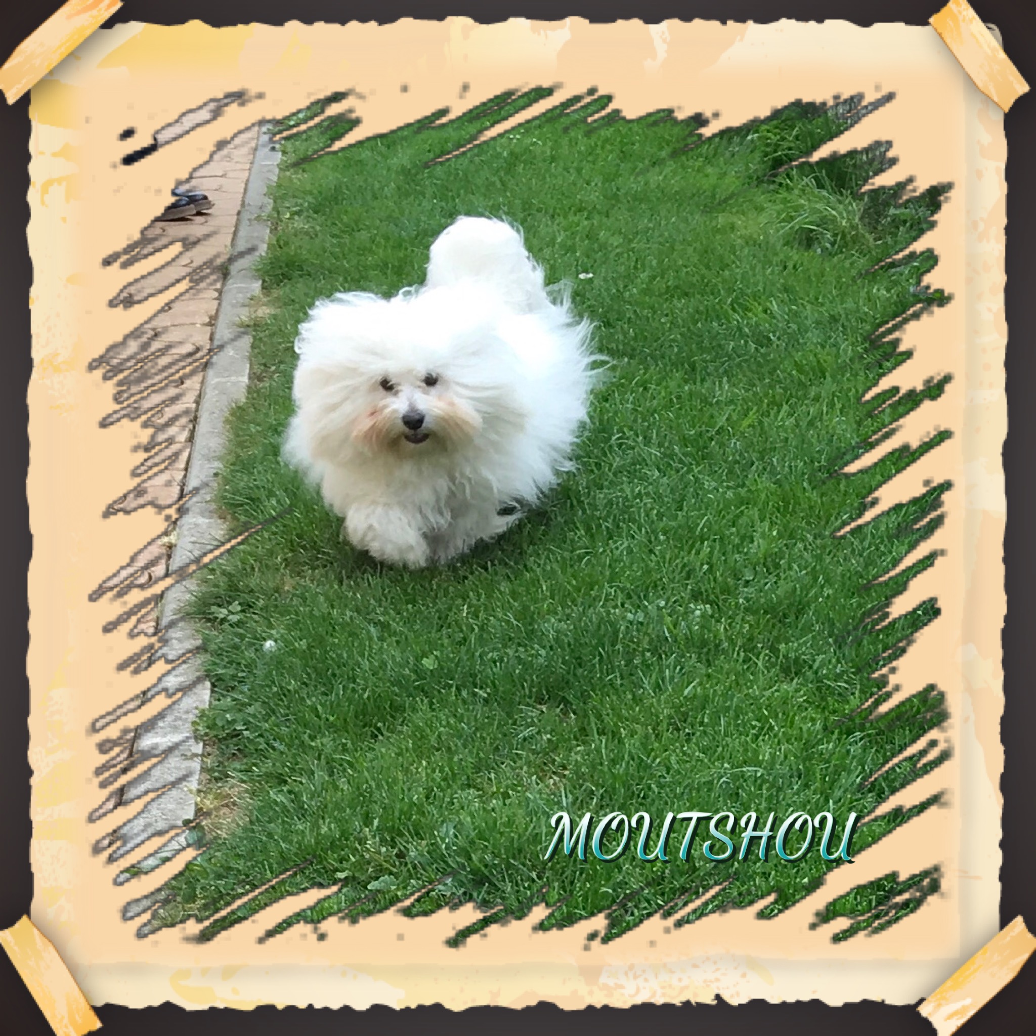 Moutshou de Vishka Land 