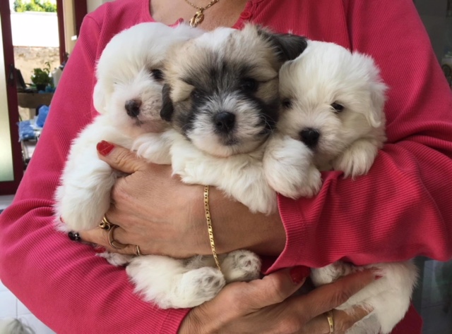 vishkaland chiot 1