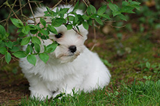 vishkaland chiot 6
