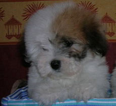 vishkaland chiot 3