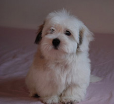 vishkaland chiot 4