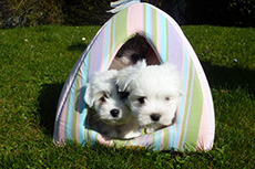 vishkaland chiot 5