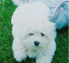 vishkaland chiot 2