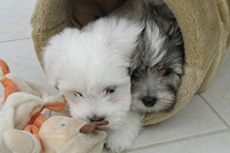 vishkaland chiot 7